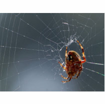 Spiders Bugs Spiderwebs photo sculptures