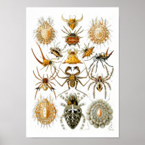 Spiders, Ernst Haeckel Posters