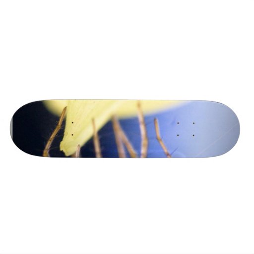 Spiders Insect Skateboard Deck