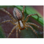 Spiders Insects Photo Cut Out
