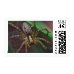 Spiders Insects Postage Stamps