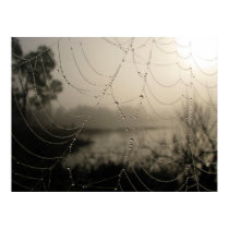 Spider's Morning posters