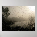 Spider's Morning posters