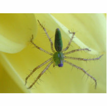 Spiders photo sculptures