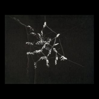 Spiders