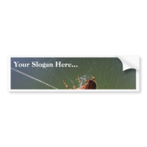 Spiders Spiderwebs bumper stickers