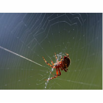 Spiders Spiderwebs photo sculptures by lifesphere Spiders Spiderwebs photo sculptures