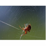 Spiders Spiderwebs Photo Cut Outs