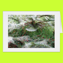 Spider's Web cards