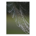 spider's web cards