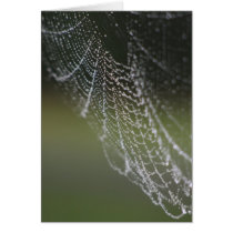 spider's web cards