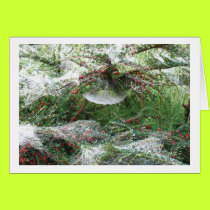 Spider's Web cards