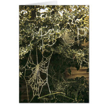 Spiders web on a Holly Tree Cards