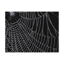 Spider's Web | Postcard by celtxian Spider's Web | Postcard
