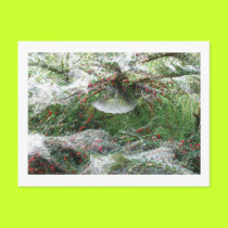 Spider's Web postcards