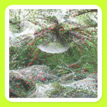 Spider's Web stickers