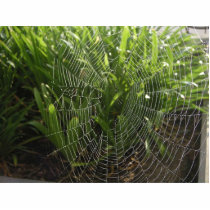 Spiderweb Covered With Dew In The Morning photo sculptures