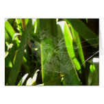 Spiderweb in Tropical Leaves Blank Card