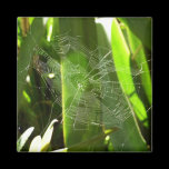 Spiderweb in Tropical Leaves Magnet