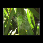 Spiderweb in Tropical Leaves Postcard