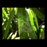 Spiderweb in Tropical Leaves Print