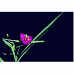 Spiderwort New Mexico