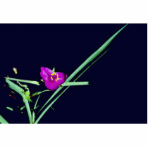 Spiderwort New Mexico photo sculptures by animalpark Spiderwort New Mexico photo sculptures