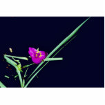 Spiderwort