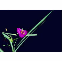 Spiderwort photo sculptures by animalpark Spiderwort photo sculptures