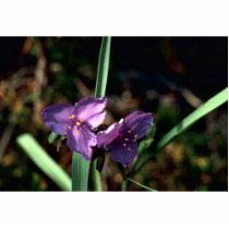 Spiderwort photo sculptures by animalpark Spiderwort photo sculptures