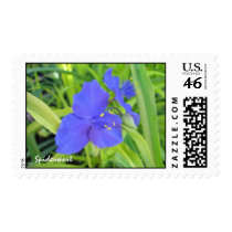 Spiderwort postage