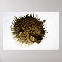 Spike Print