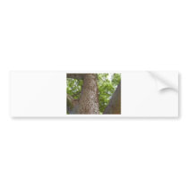 Spikes Trees Leaves bumper stickers