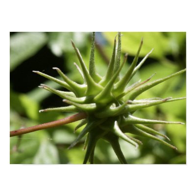 seedpod