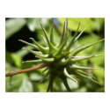 Spikey Seed Pod posters