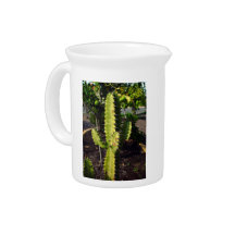 Spiky cactus under the shadow beverage pitchers