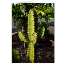 Spiky cactus under the shadow greeting card