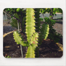 Spiky cactus under the shadow mousepads