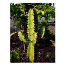 Spiky cactus under the shadow postcards