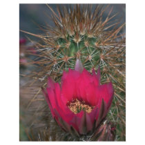 Spiky Flowers Custom Flyer