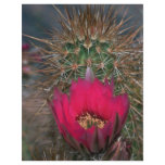 Spiky Flowers flyers