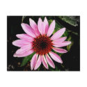 Spiky Pink Flower postcards
