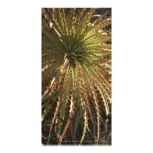 Spiky Succulent El Charco del Ingenio Photo Greeting Card