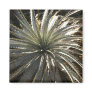 Spiky Succulent Plant Fridge Magnets
