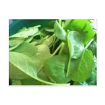 Spinach Postcard