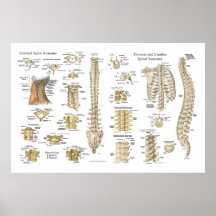 Spinal and Vertebrae Anatomy Poster 24" X 36"
