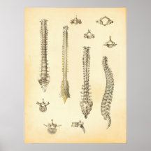Spine and Vertebrae Anatomy Poster Chiropractic