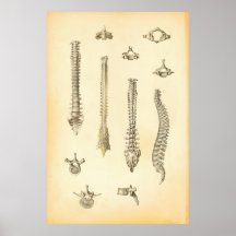 Spine and Vertebrae Anatomy Poster Chiropractic