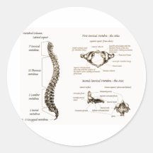 Spine Round Stickers