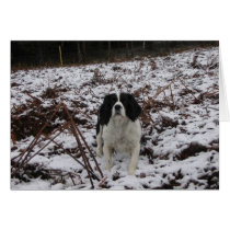 Spinger Spaniel in the snow cards by Bourach Spinger Spaniel in the snow cards